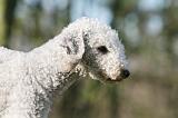BEDLINGTON TERRIER 245